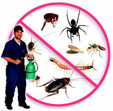 شركة مكافحة حشرات بصبيا-0536289213 رش مبيدات النمل الابيض بصامطة